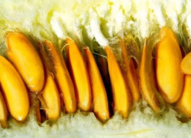 Seeds melon