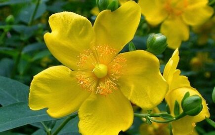 How to increase potential with folk remedies