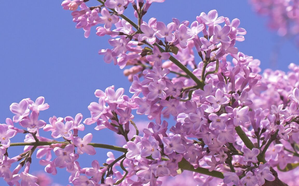 purple to increase potency