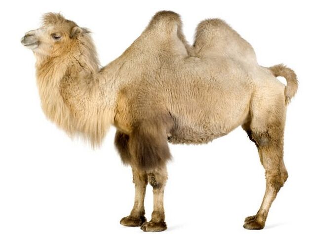 camel and its stomach to increase strength